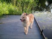 honden foto van Marjan