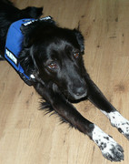 honden foto van Shirin