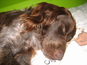 honden foto van Nina