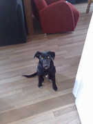 honden foto honden foto van warna