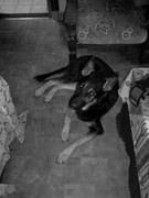 honden foto van leen