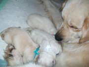 honden foto honden foto van jootje