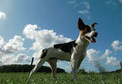 honden foto van Riemkje