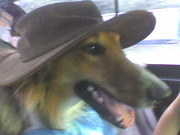 honden foto van Jan
