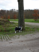 honden foto van paulien