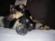 honden foto van Anja