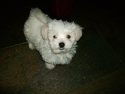 honden foto van Body