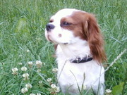 honden foto van eddy