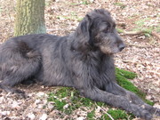 honden foto van Aisling Wood 