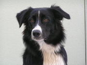 honden foto van nancy