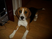 honden foto honden foto van jessy