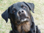 honden foto van sjon&mariette en noa