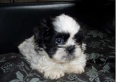 honden foto van jeroen