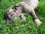 honden foto van Hubert