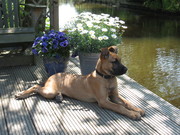 honden foto van monique