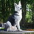 honden foto van Nina