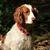 honden foto van GME Mensink