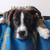honden foto van Joy & Ray