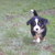 honden foto van Sandra