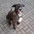 honden foto van Renée