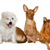 honden foto van Monique Simons