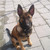 honden foto van sonja