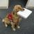 honden foto van Jazzy