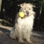 honden foto van funny
