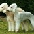 honden foto van Kennel  O´DUNLAITH