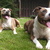 honden foto van ilja<3 Aiko&Kira