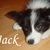 honden foto van Math. & Jack