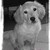 honden foto van Nathascha