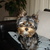 honden foto van Els 
