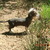 honden foto van sonny