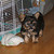 honden foto van j guikema