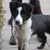honden foto van Liesbeth en Shadow