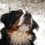 honden foto van Esther & Girls