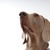 honden foto van Annika