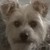 honden foto van *Laurette & Xena & Boomer ** Ares & Biggels R.I.P