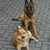 honden foto van claessens joke