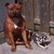 honden foto van Ciska & Doggies