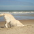 honden foto van Juliette