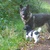 honden foto van linneke en layla