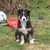 honden foto van Runner