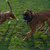 honden foto van Mirella en 24 hondenpootjes