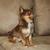 honden foto van mini_chihuahua
