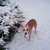 honden foto van Thirza en laika