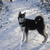 honden foto van Alaska Malamute