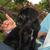 honden foto van Femke-Djemba