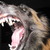 honden foto van Fadia